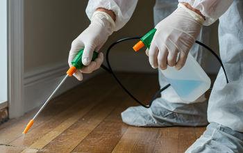 Professional pest control and termite treatment services